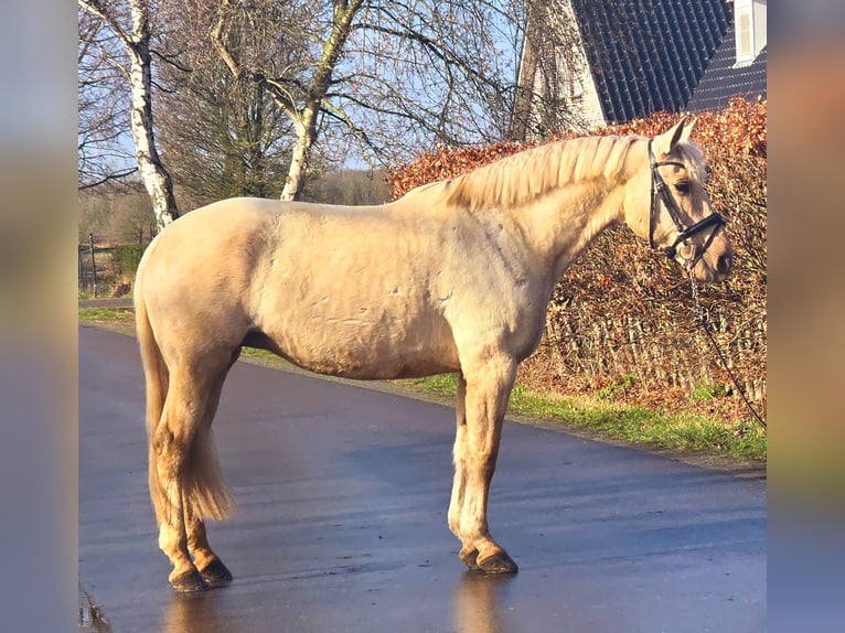 Spanish Sporthorse Mare 12 years 16 hh Palomino in Someren