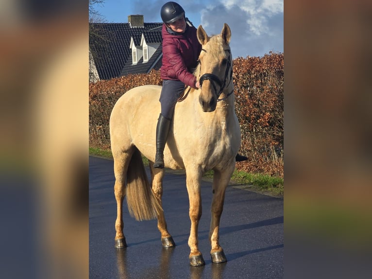 Spanish Sporthorse Mare 12 years 16 hh Palomino in Someren