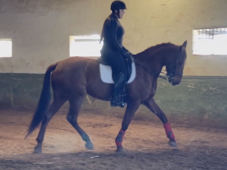 Spanish Sporthorse Mare 13 years 16,2 hh Chestnut in Coín, Malaga