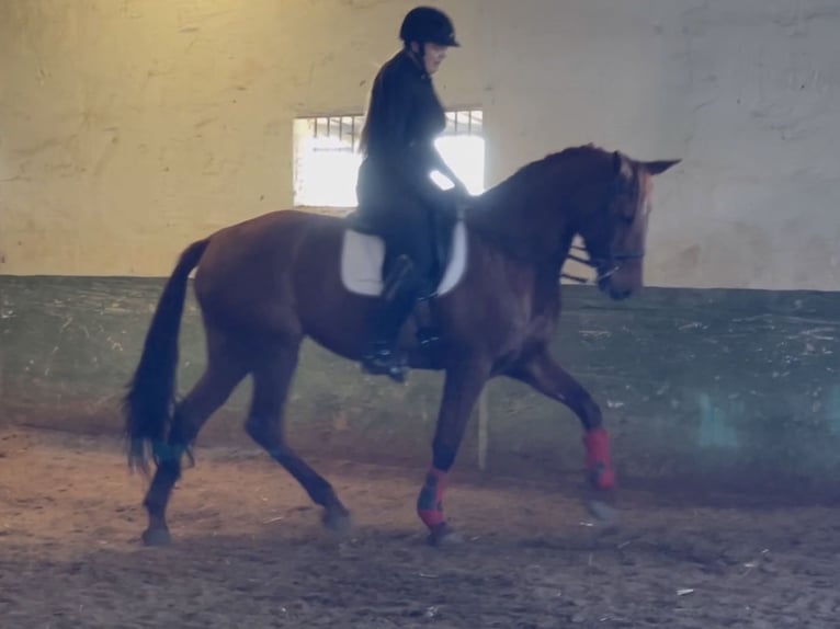 Spanish Sporthorse Mare 13 years 16,2 hh Chestnut in Coín, Malaga