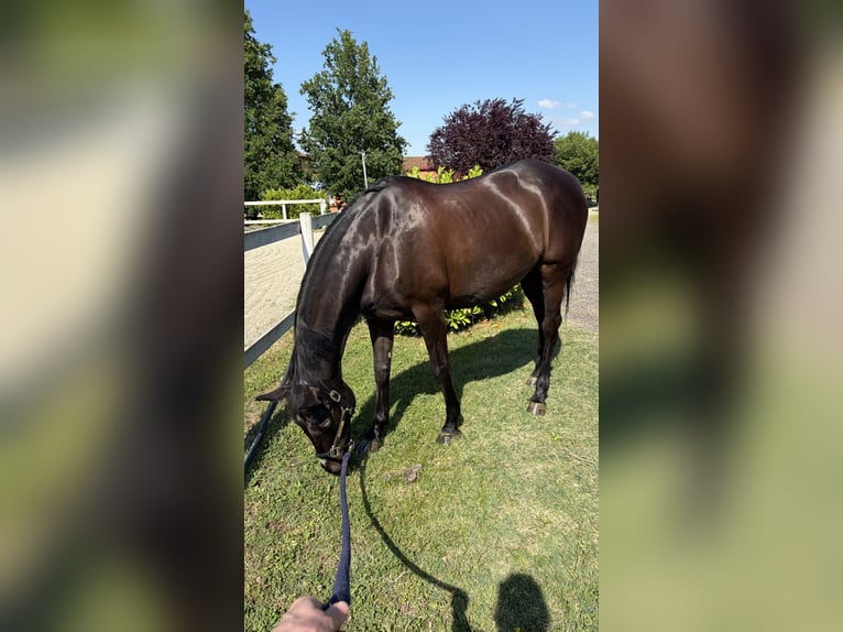 Spanish Sporthorse Mix Mare 13 years 16 hh Black in Ovada AL