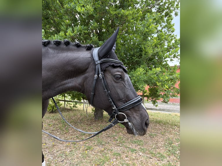 Spanish Sporthorse Mix Mare 13 years 16 hh Black in Ovada AL