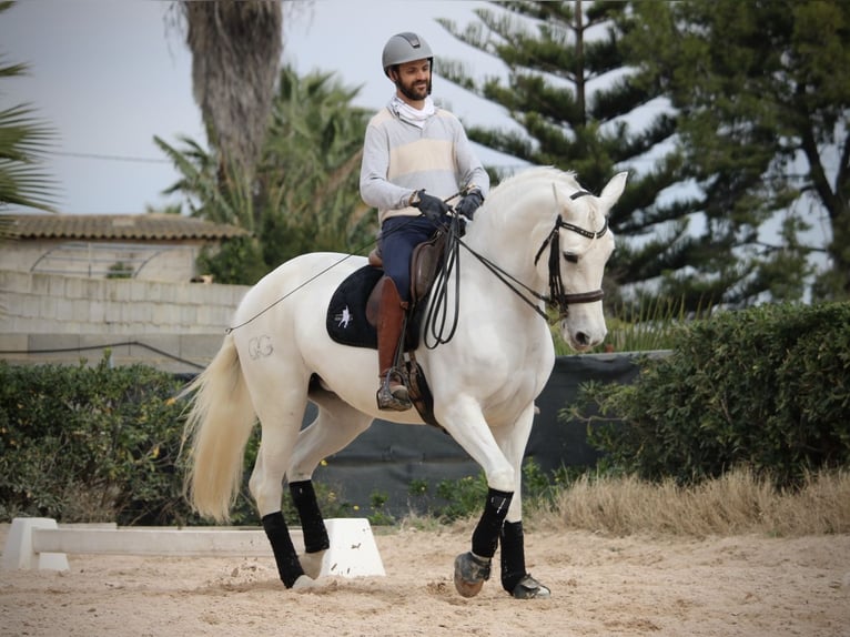 Spanish Sporthorse Mare 13 years 16 hh Grey in Valencia