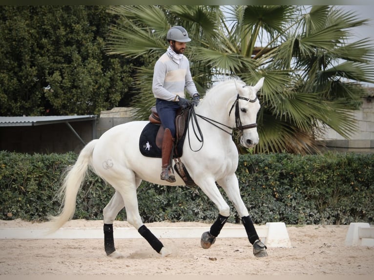Spanish Sporthorse Mare 13 years 16 hh Grey in Valencia
