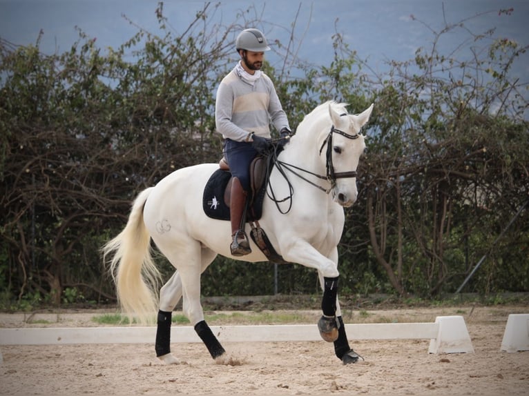 Spanish Sporthorse Mare 13 years 16 hh Grey in Valencia
