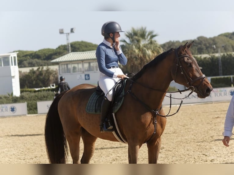 Spanish Sporthorse Mare 13 years 17,3 hh Brown in Mijas