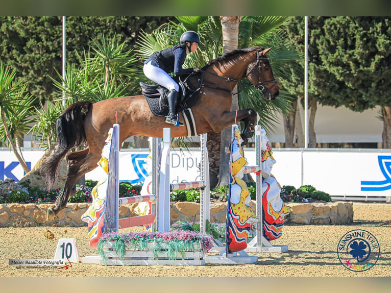 Spanish Sporthorse Mare 13 years 17,3 hh Brown in Mijas