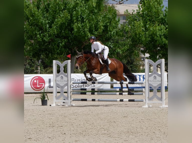 Spanish Sporthorse Mix Mare 13 years Brown in Marratx&#xED;, Palma de Mallorca