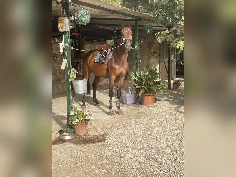 Spanish Sporthorse Mix Mare 13 years Brown in Marratx&#xED;, Palma de Mallorca