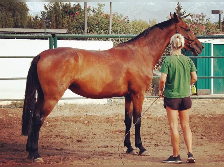 Spanish Sporthorse Mix Mare 13 years Brown in Marratx&#xED;, Palma de Mallorca