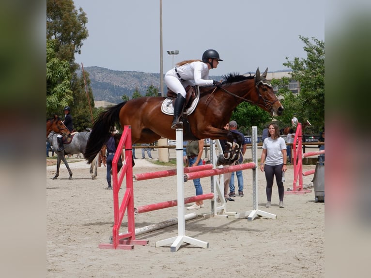 Spanish Sporthorse Mix Mare 13 years Brown in Marratx&#xED;, Palma de Mallorca