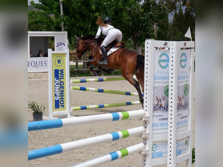 Spanish Sporthorse Mix Mare 13 years Brown in Marratx&#xED;, Palma de Mallorca