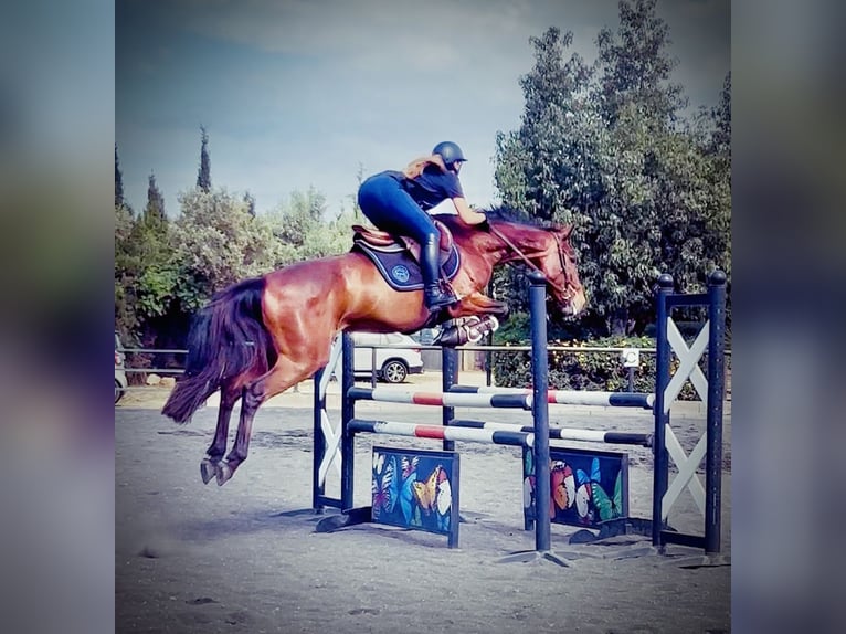 Spanish Sporthorse Mix Mare 13 years Brown in Marratx&#xED;, Palma de Mallorca
