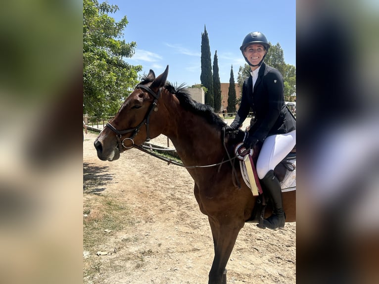 Spanish Sporthorse Mix Mare 13 years Brown in Marratx&#xED;, Palma de Mallorca
