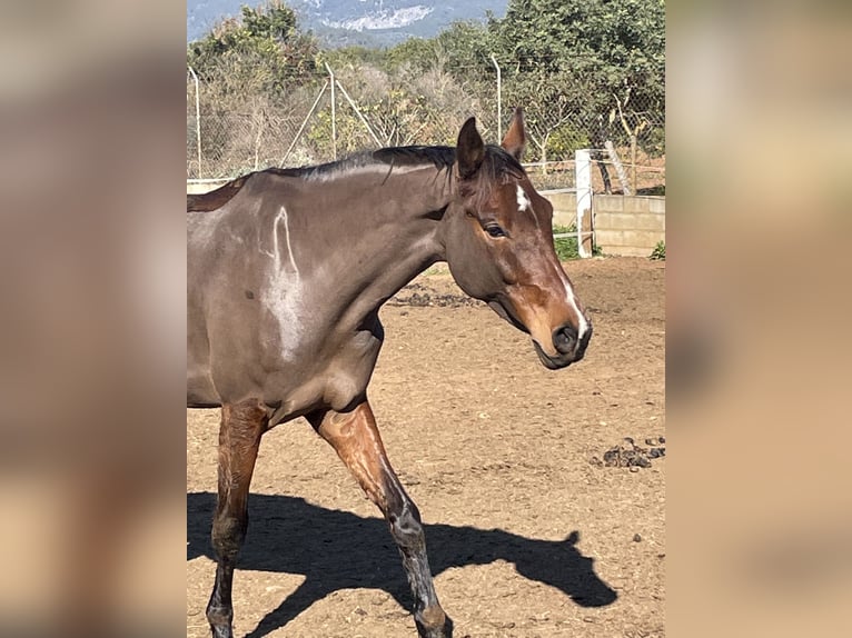 Spanish Sporthorse Mix Mare 13 years Brown in Marratx&#xED;, Palma de Mallorca