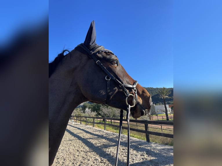 Spanish Sporthorse Mix Mare 13 years Brown in Marratx&#xED;, Palma de Mallorca