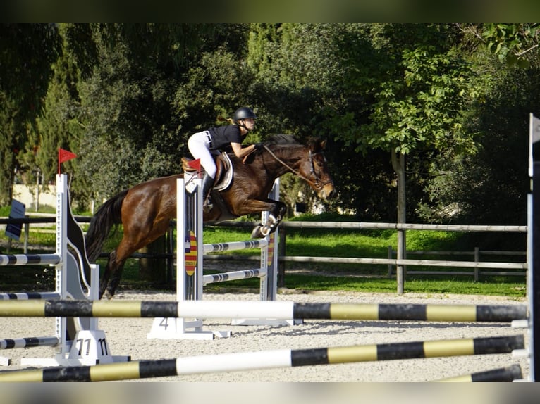 Spanish Sporthorse Mix Mare 13 years Brown in Marratx&#xED;, Palma de Mallorca