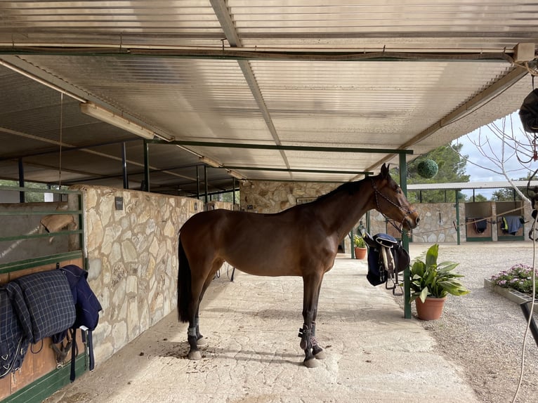 Spanish Sporthorse Mix Mare 13 years Brown in Marratx&#xED;, Palma de Mallorca