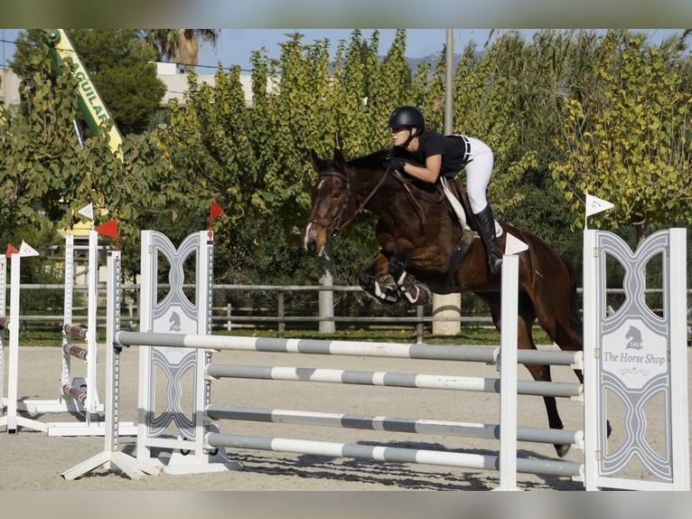 Spanish Sporthorse Mix Mare 13 years Brown in Marratx&#xED;, Palma de Mallorca
