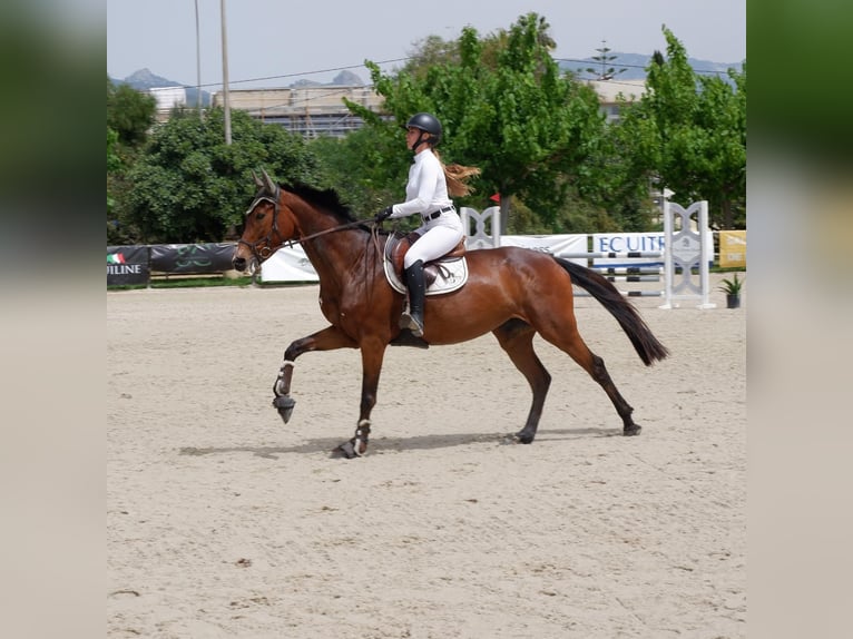 Spanish Sporthorse Mix Mare 13 years Brown in Marratx&#xED;, Palma de Mallorca