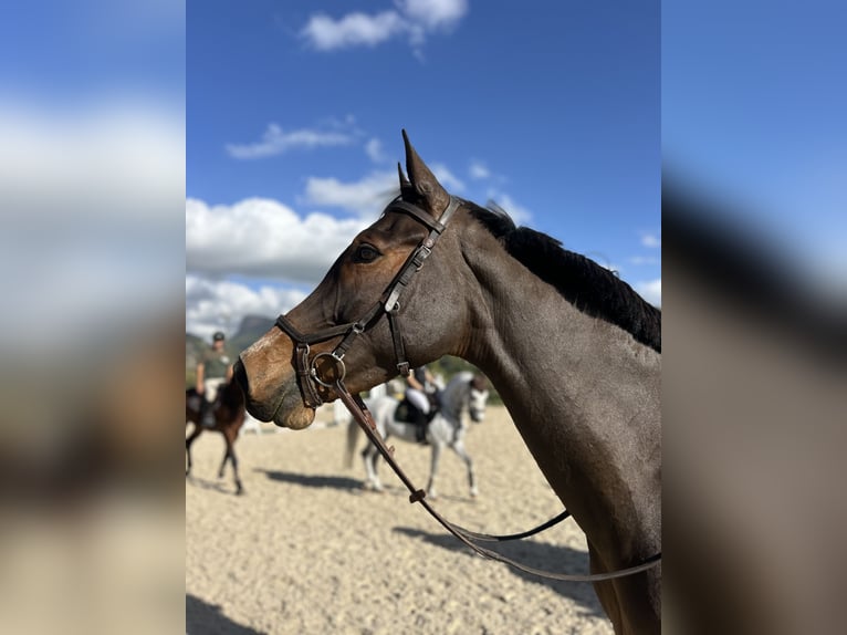 Spanish Sporthorse Mix Mare 13 years Brown in Marratx&#xED;, Palma de Mallorca