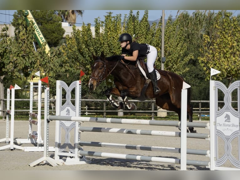 Spanish Sporthorse Mix Mare 13 years Brown in Marratx&#xED;, Palma de Mallorca