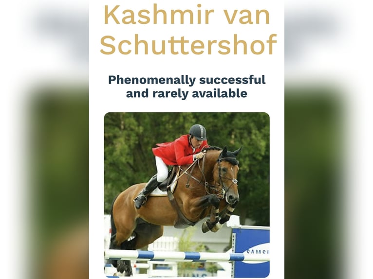 Spanish Sporthorse Mix Mare 13 years Brown in Marratx&#xED;, Palma de Mallorca