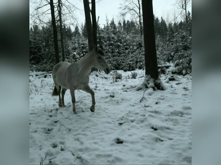 Spanish Sporthorse Mix Mare 14 years 14,2 hh Gray-Blue-Tan in Zeitlofs