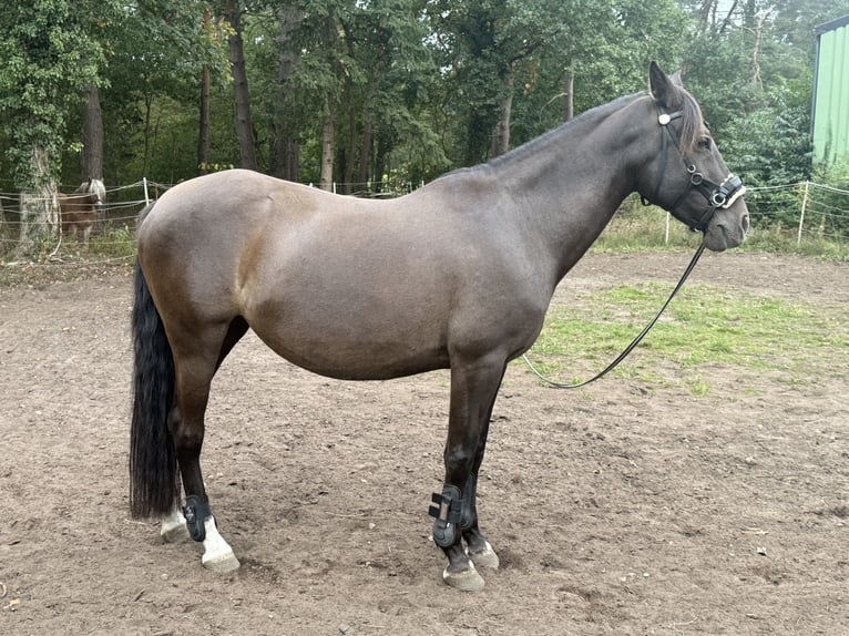 Spanish Sporthorse Mare 14 years 14,3 hh Bay-Dark in Gro&#xDF; Oesingen
