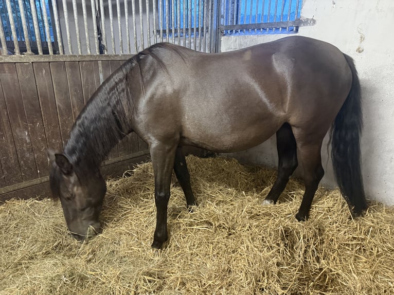 Spanish Sporthorse Mare 14 years 14,3 hh Bay-Dark in Gro&#xDF; Oesingen