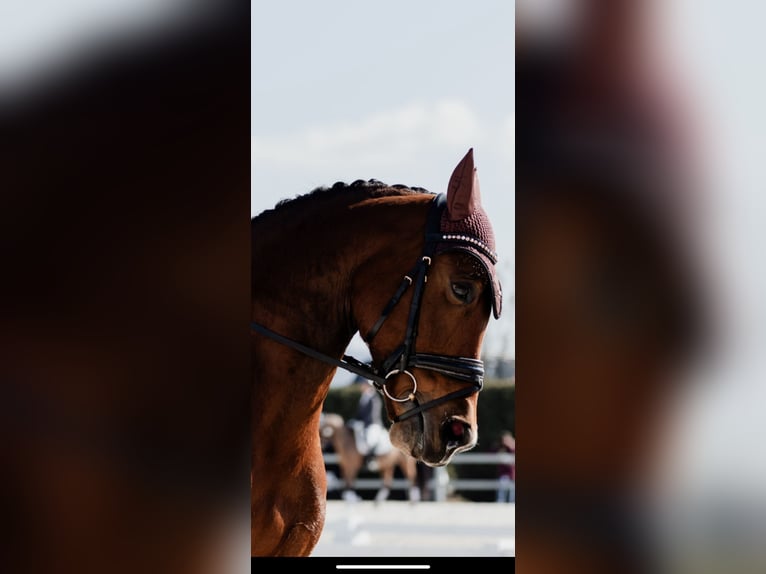 Spanish Sporthorse Mare 14 years 15.2 hh Brown in Velilla De San Antonio
