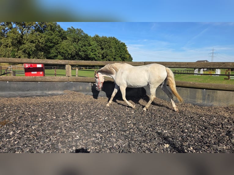 Spanish Sporthorse Mare 14 years 15,2 hh Grey in Hamminkeln