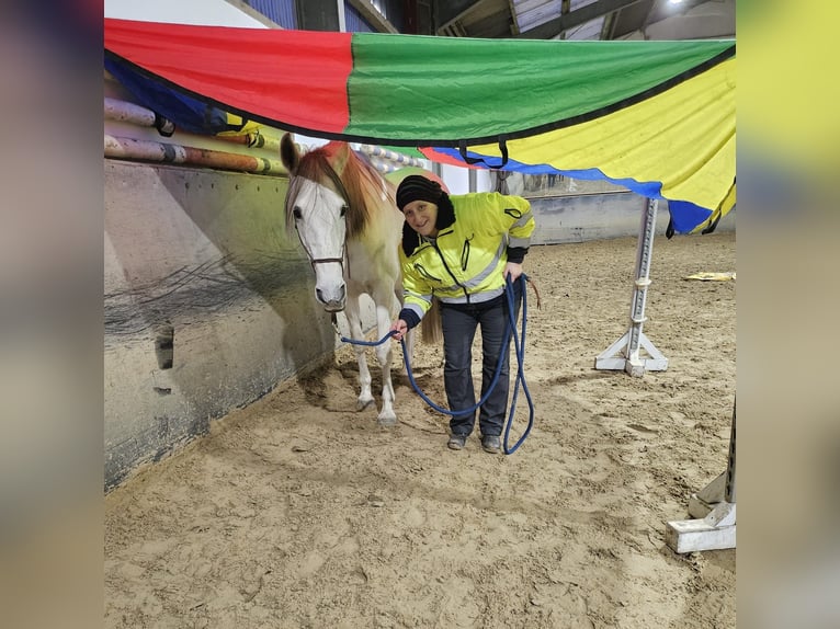 Spanish Sporthorse Mare 14 years 15,2 hh Grey in Hamminkeln