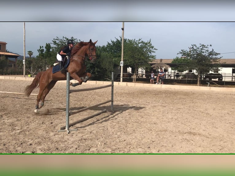 Spanish Sporthorse Mare 14 years 16 hh Chestnut-Red in Palma De Mallorca