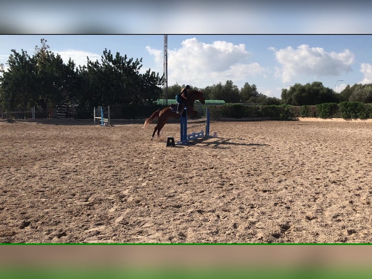 Spanish Sporthorse Mare 14 years 16 hh Chestnut-Red in Palma De Mallorca