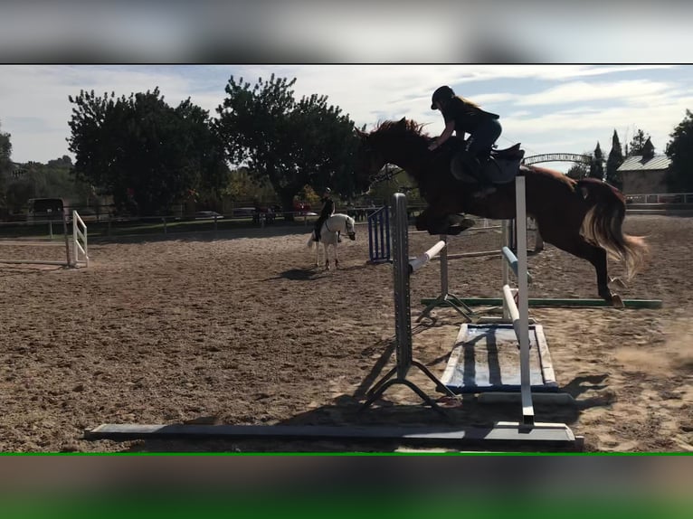 Spanish Sporthorse Mare 14 years 16 hh Chestnut-Red in Palma De Mallorca