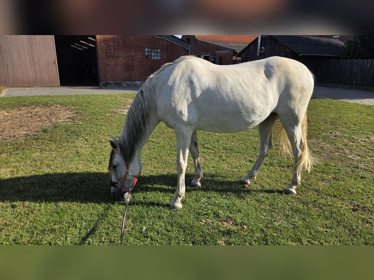 Spanish Sporthorse Mare 14 years 16 hh Grey in Hamminkeln