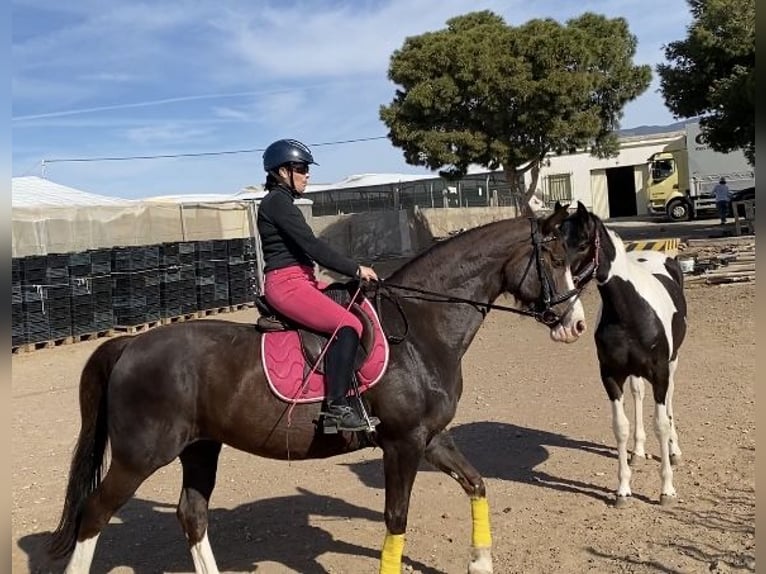 Spanish Sporthorse Mare 14 years 16,1 hh Chestnut in La Ca&#xF1;ada de SanUrbano