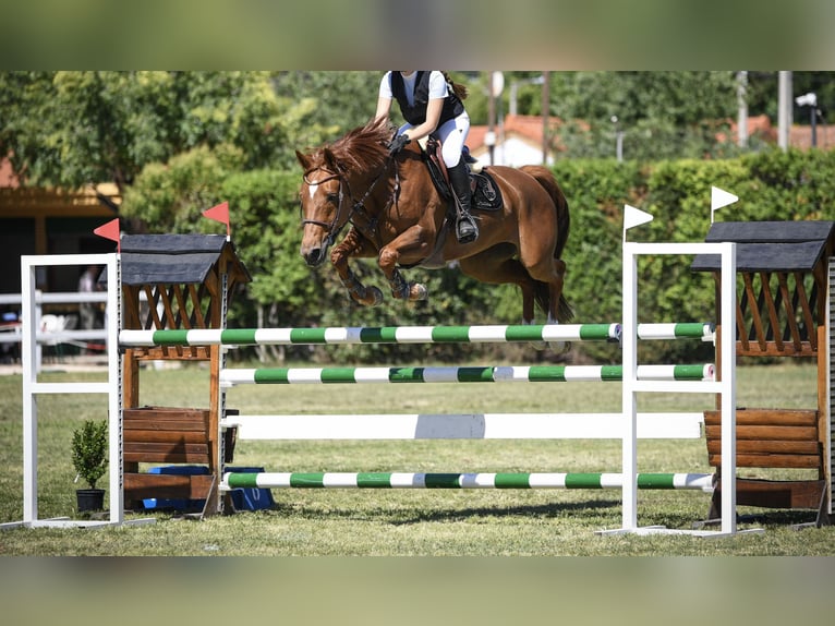 Spanish Sporthorse Mare 14 years Chestnut-Red in Puerto Adentro