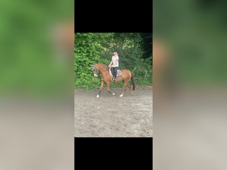 Spanish Sporthorse Mix Mare 15 years 14,2 hh Chestnut-Red in Wasserburg am Inn