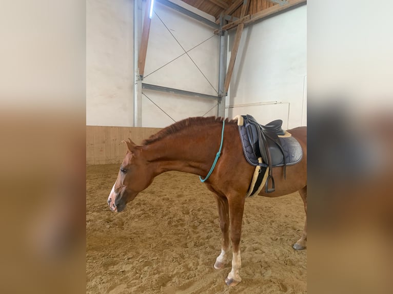 Spanish Sporthorse Mix Mare 15 years 14,2 hh Chestnut-Red in Wasserburg am Inn