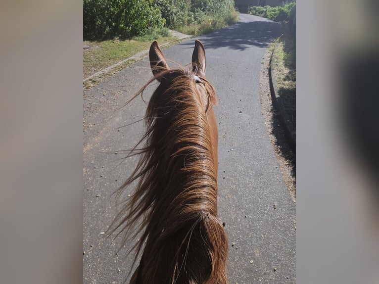 Spanish Sporthorse Mare 15 years 15,2 hh Chestnut-Red in Achim