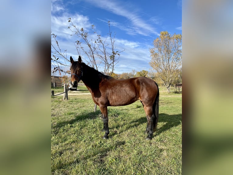 Spanish Sporthorse Mare 15 years 16 hh Brown in chantemerle-les-grignan