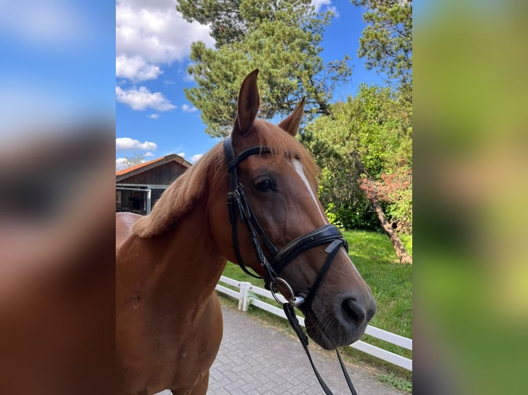 Spanish Sporthorse Mix Mare 16 years 15,1 hh Chestnut-Red in Mandelbachtal