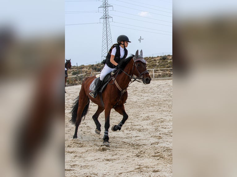 Spanish Sporthorse Mare 16 years 15,2 hh Brown in Alcantarilla