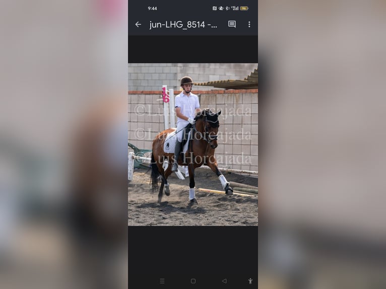 Spanish Sporthorse Mix Mare 17 years 16 hh Brown in Arganda Del Rey