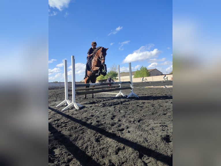 Spanish Sporthorse Mix Mare 17 years 16 hh Brown in Arganda Del Rey