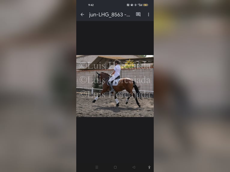 Spanish Sporthorse Mix Mare 17 years 16 hh Brown in Arganda Del Rey