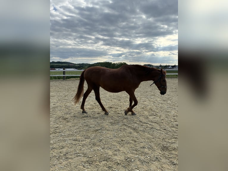 Spanish Sporthorse Mix Mare 17 years 16 hh Chestnut-Red in Gföhl