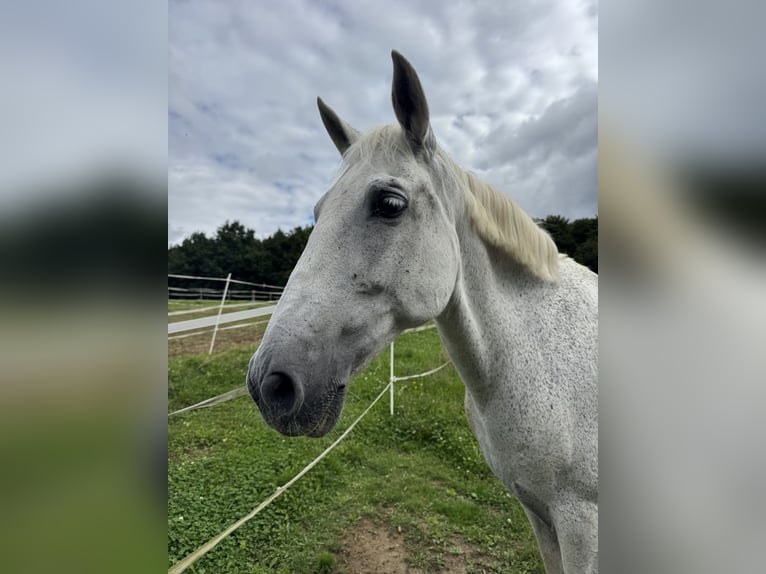 Spanish Sporthorse Mare 18 years 15,1 hh Grey in Krumbach